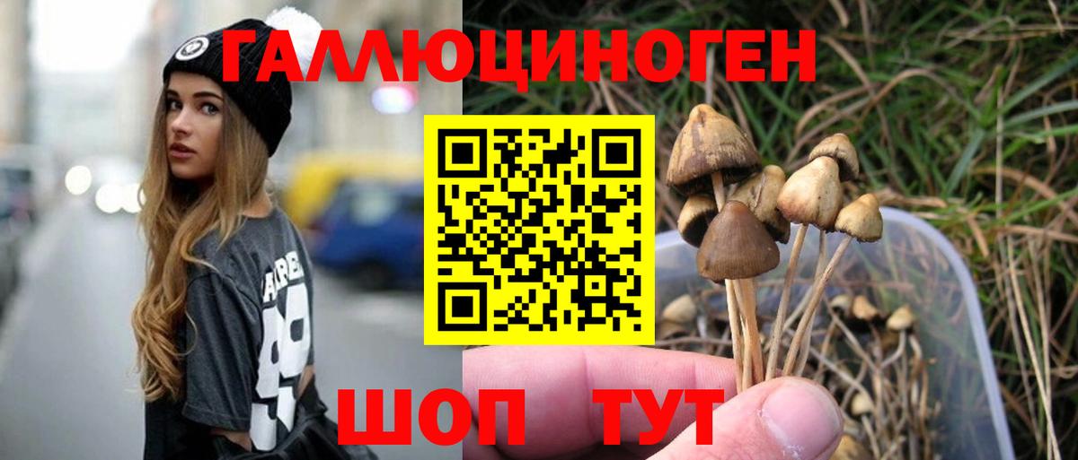 Псилоцибиновые грибы Psilocybe Казань